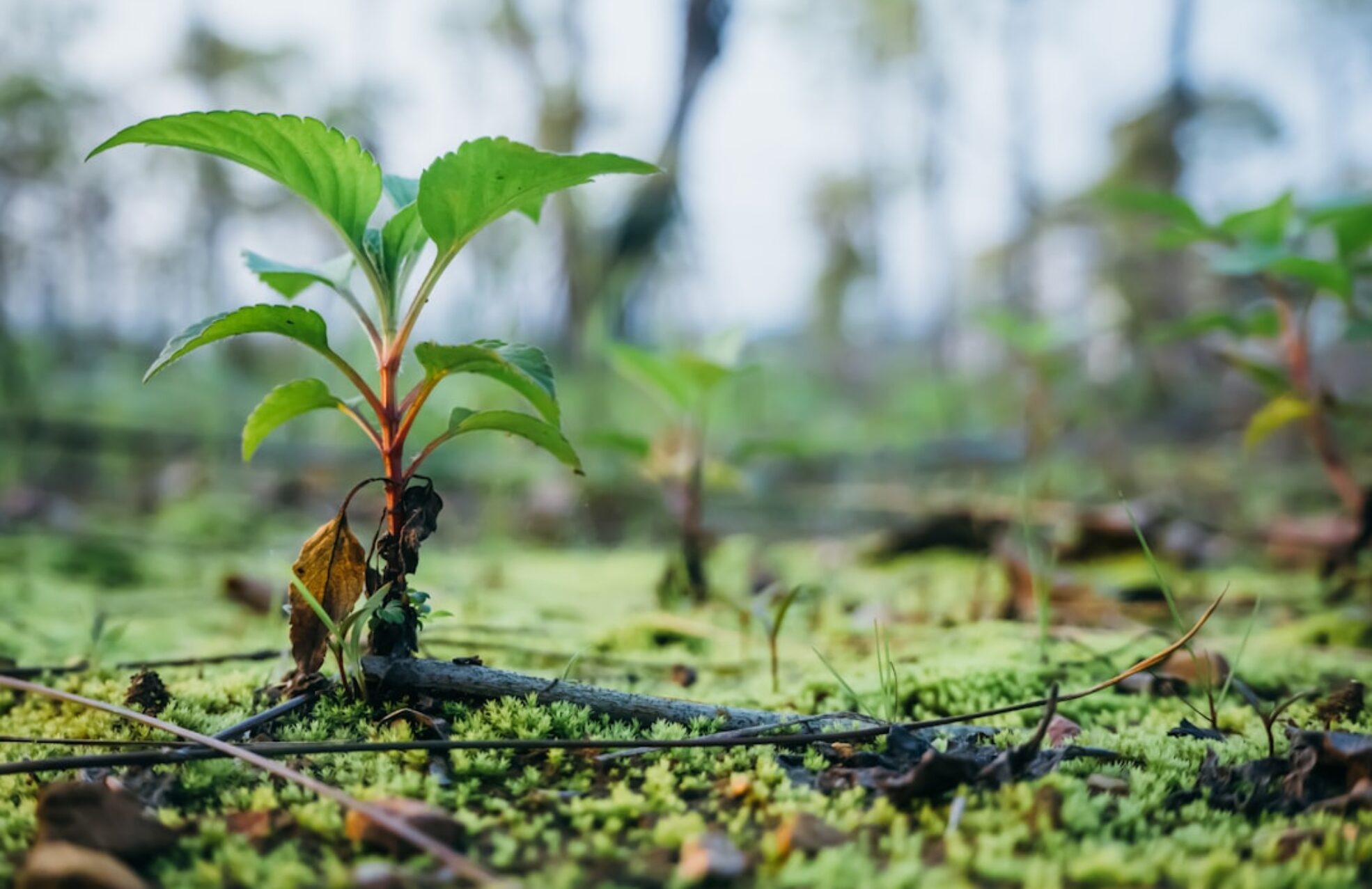 Photo Reforestation