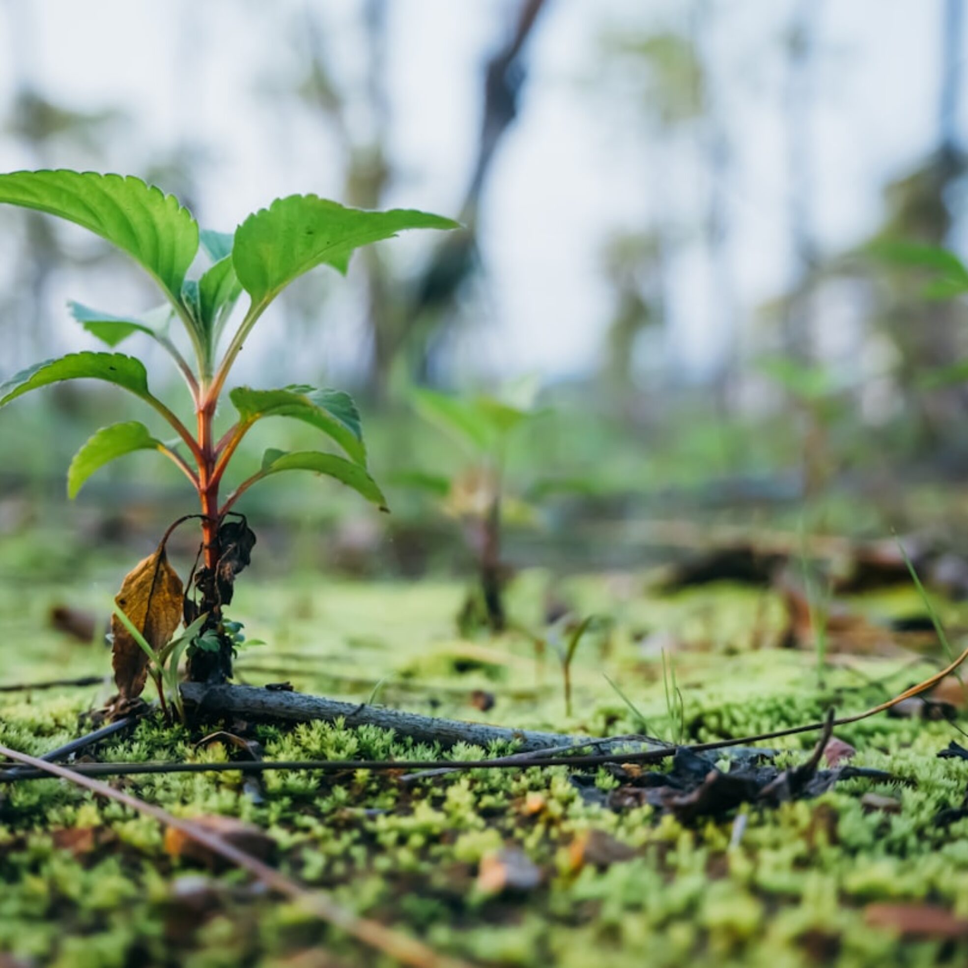 Photo Reforestation