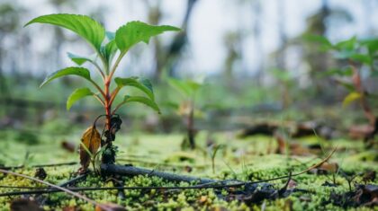 Photo Reforestation