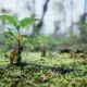 Photo Reforestation