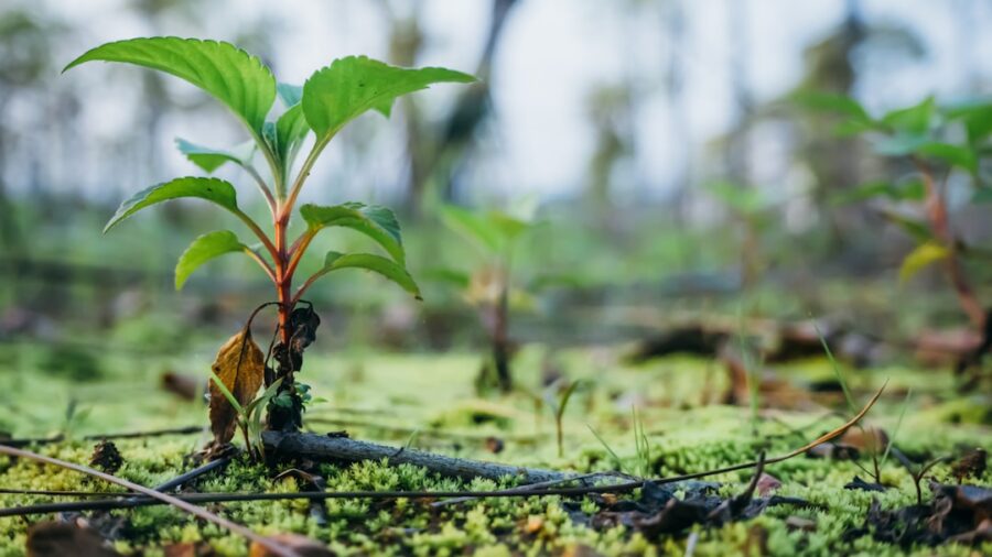 Photo Reforestation