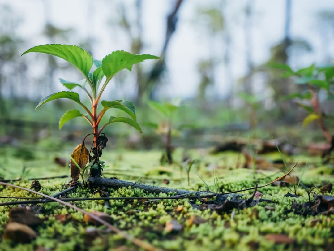 Photo Reforestation