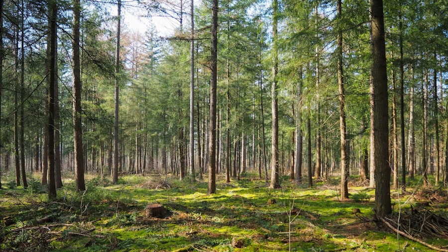 Photo Reforestation