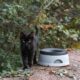 Photo Smart Pet Feeder