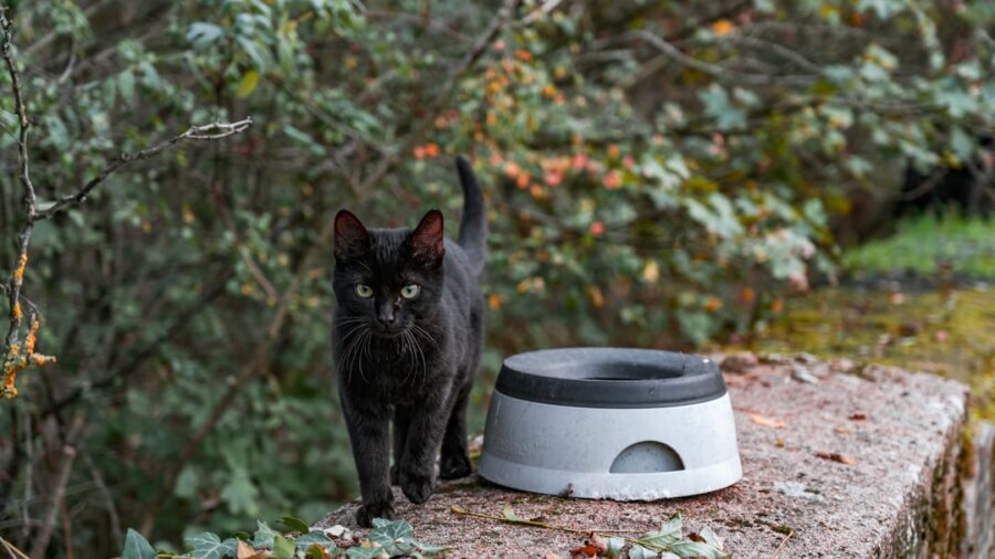 Photo Smart Pet Feeder