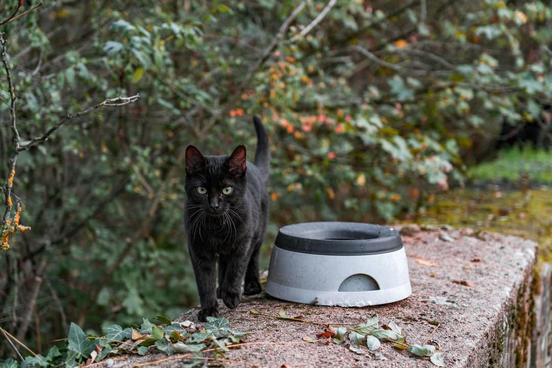 Photo Smart Pet Feeder