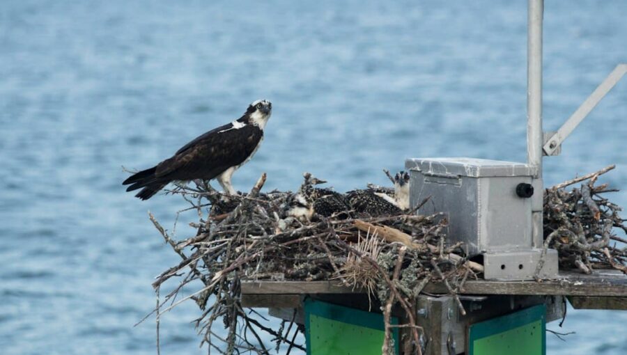 Photo Drone Nesting Stations