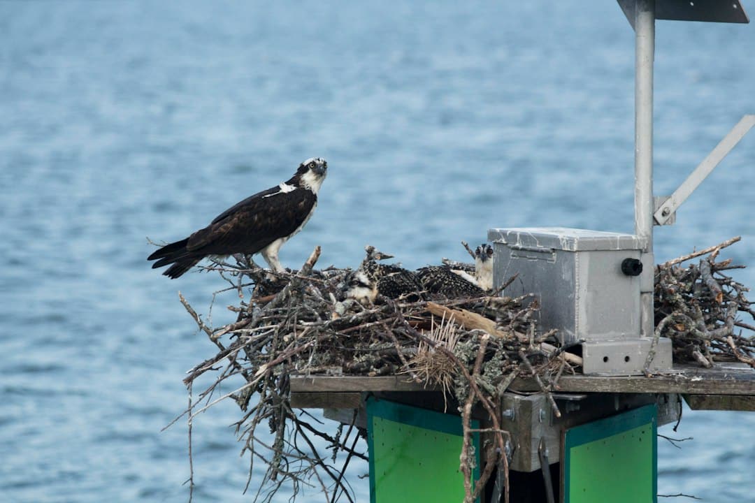 Photo Drone Nesting Stations