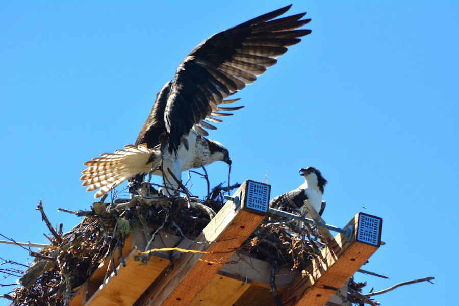 Photo Drone Nesting Stations