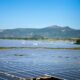 Photo Floating Solar Farms