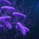 Photo Genetically Engineered Phage Therapy Superbugs